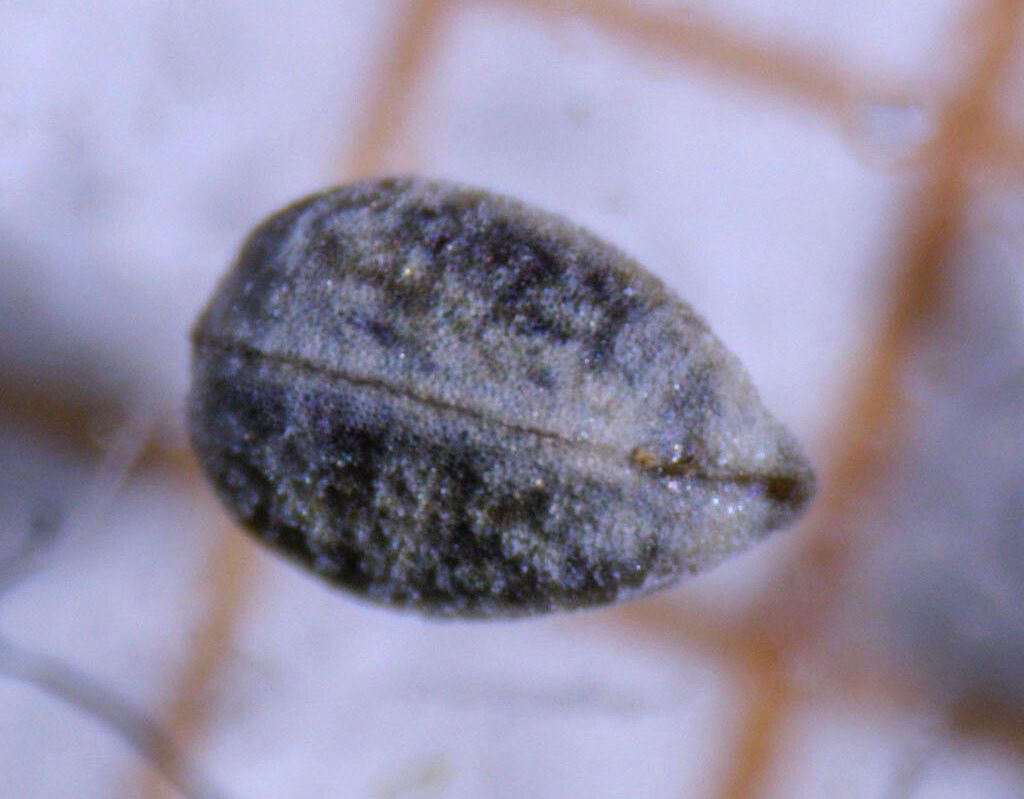 Euphorbia serpillifolia fruit