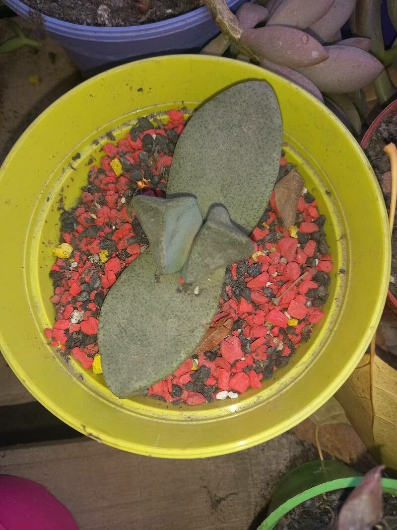 Pleiospilos simulans leaf