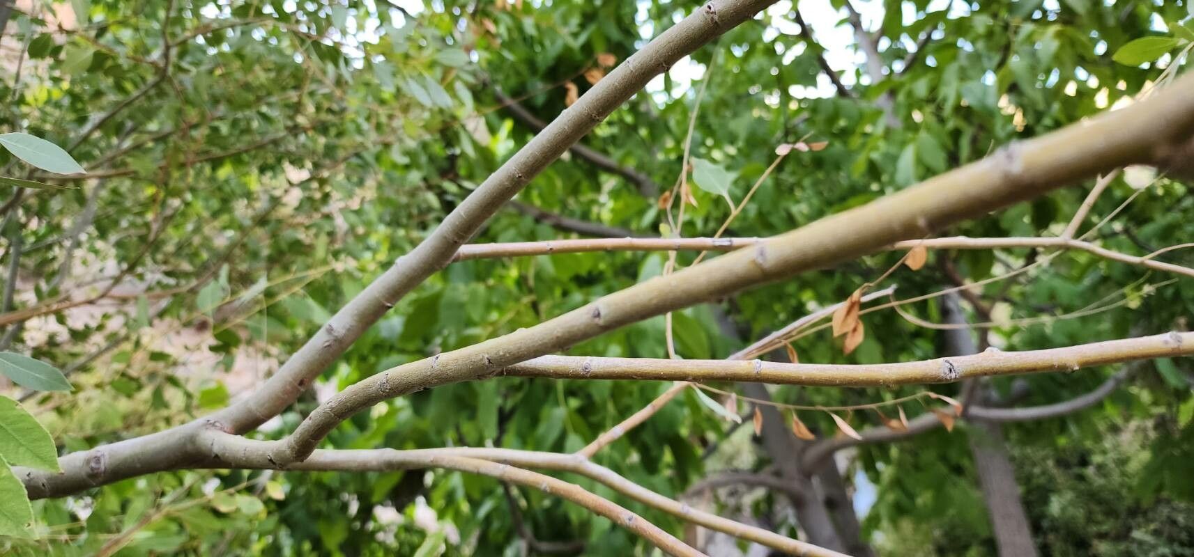 Salix acmophylla bark