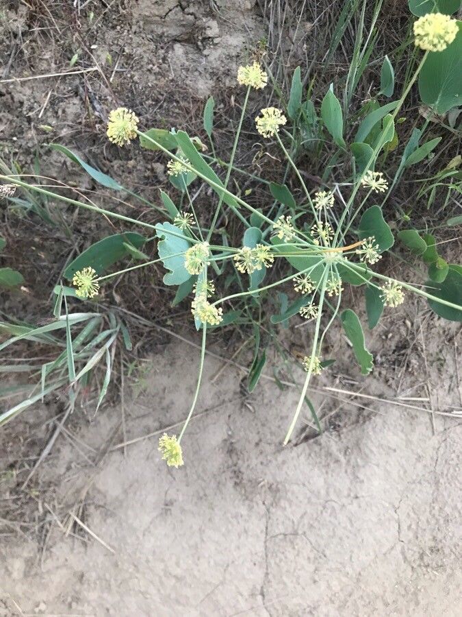 Lomatium nudicaule flower