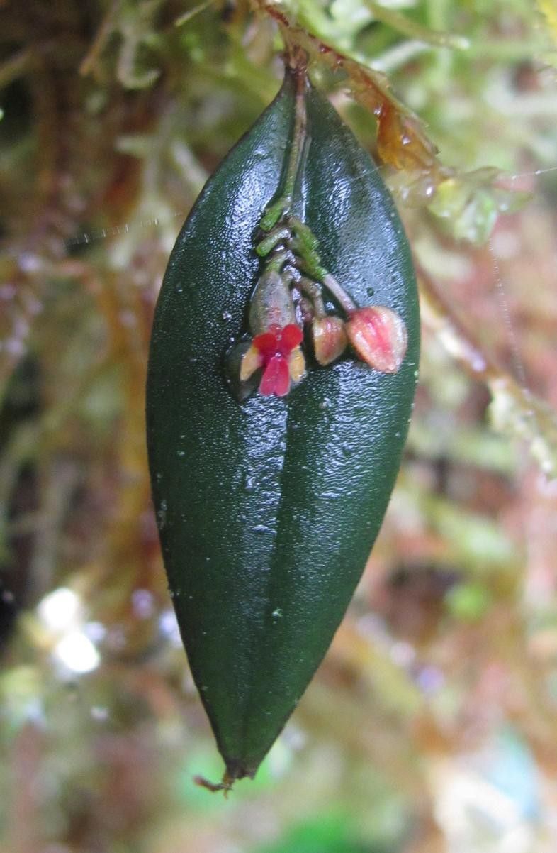 Lepanthes lindleyana flower
