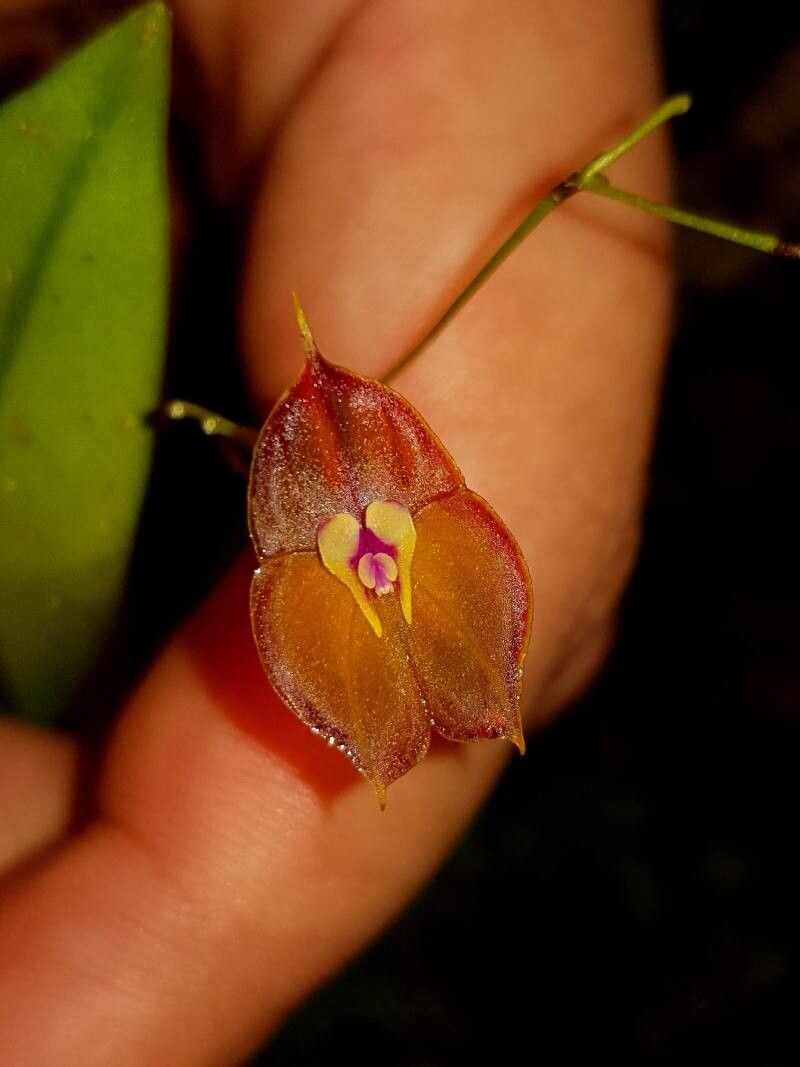Lepanthes wendlandii flower
