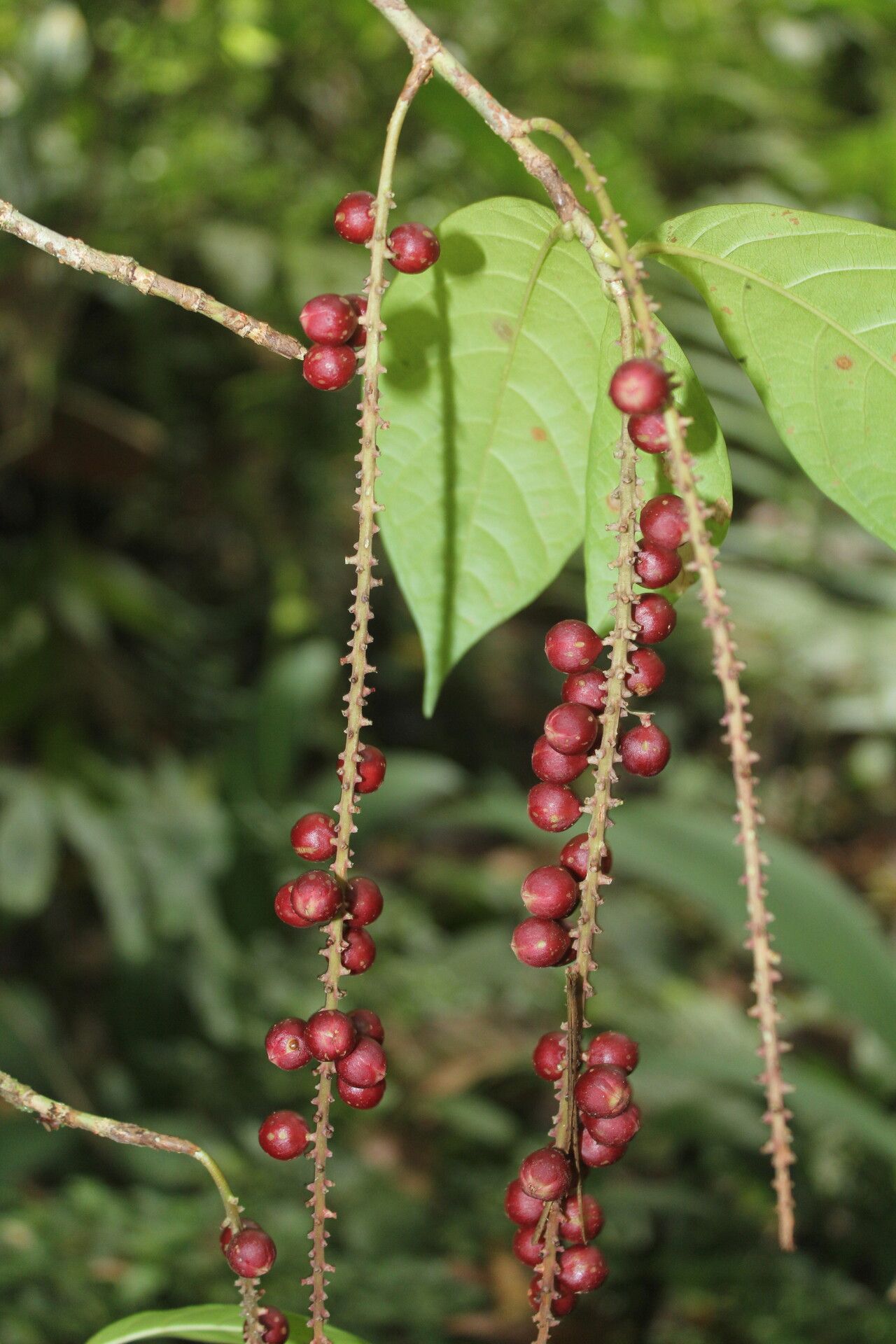 Coccoloba porphyrostachys fruit