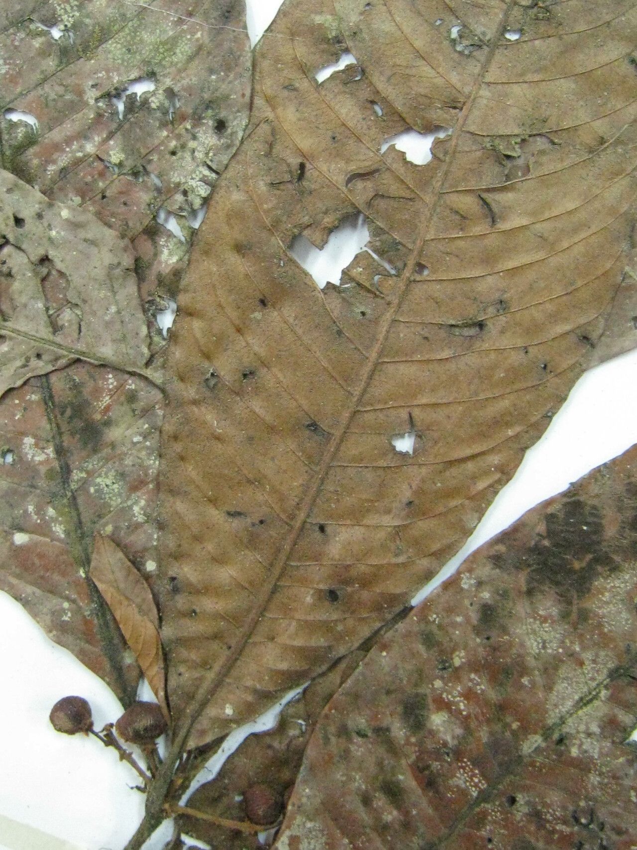 Quiina cruegeriana other