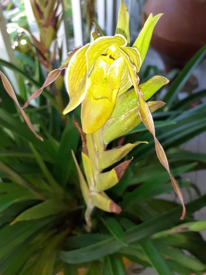 Phragmipedium caudatum — search result for 'Peru to Bolivia'