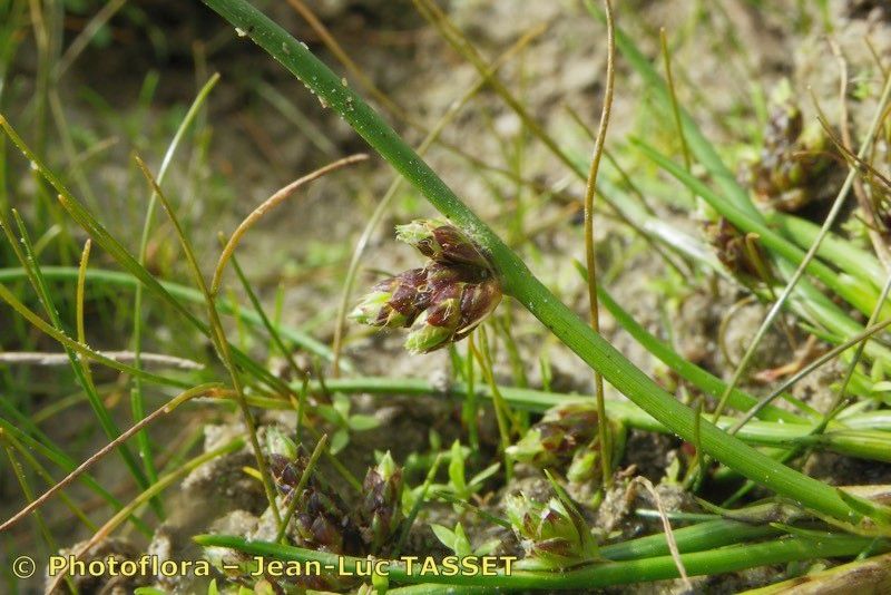 Schoenoplectus supinus flower