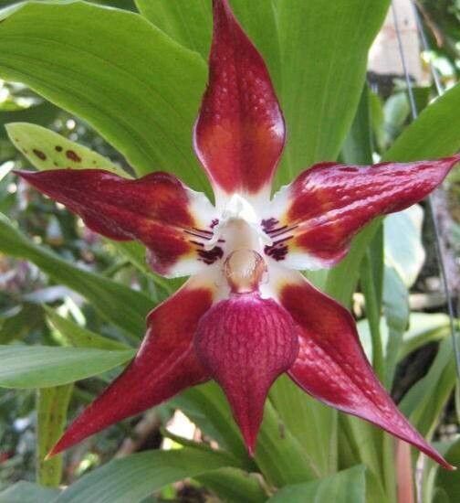 Huntleya wallisii — related species from the same genus