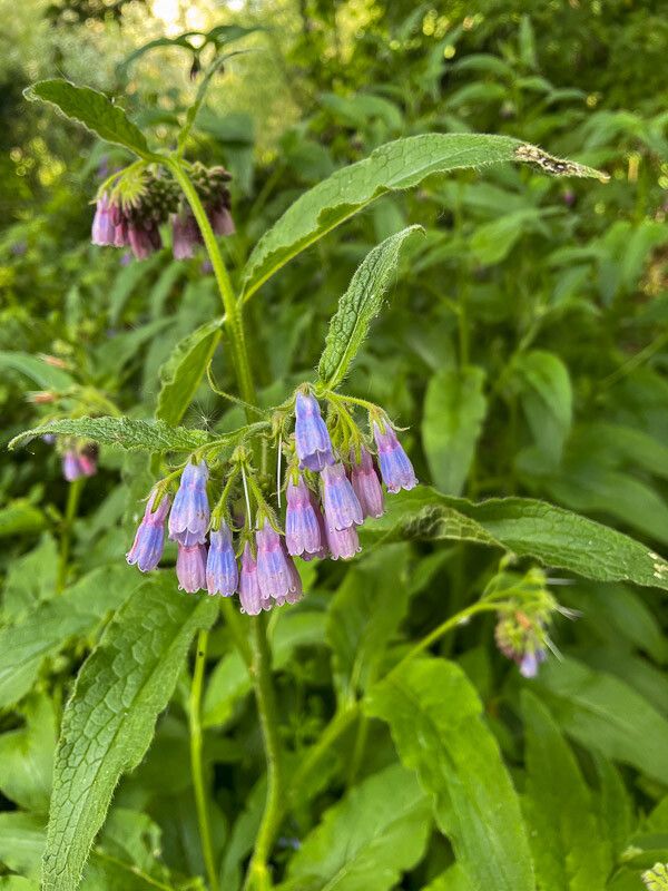 Symphytum × uplandicum — search result for 'Symphytum'