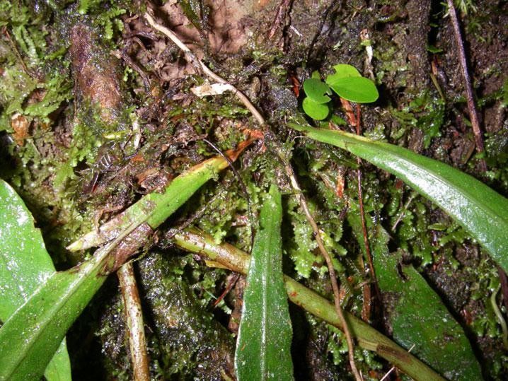 Campyloneurum aphanophlebium bark