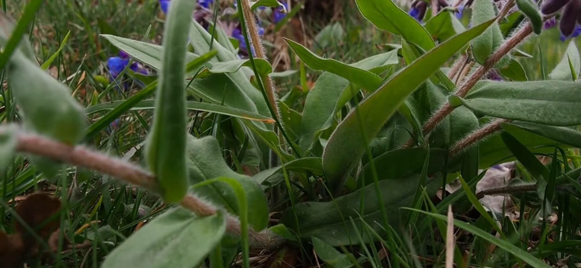 Pulmonaria australis — related species from the same genus