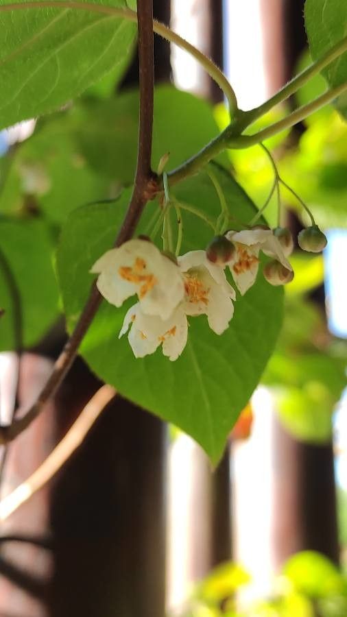 Actinidia kolomikta flower