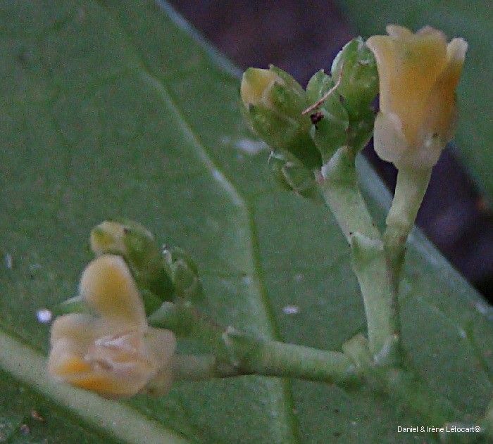 Hybanthus micranthus fruit