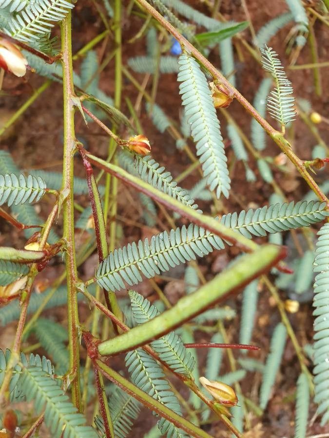 Chamaecrista mimosoides fruit