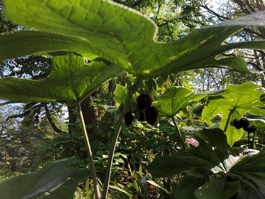 Podophyllum aurantiocaule leaf