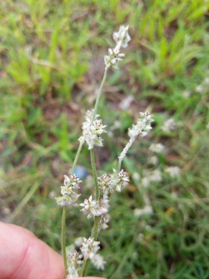 Froelichia gracilis fruit