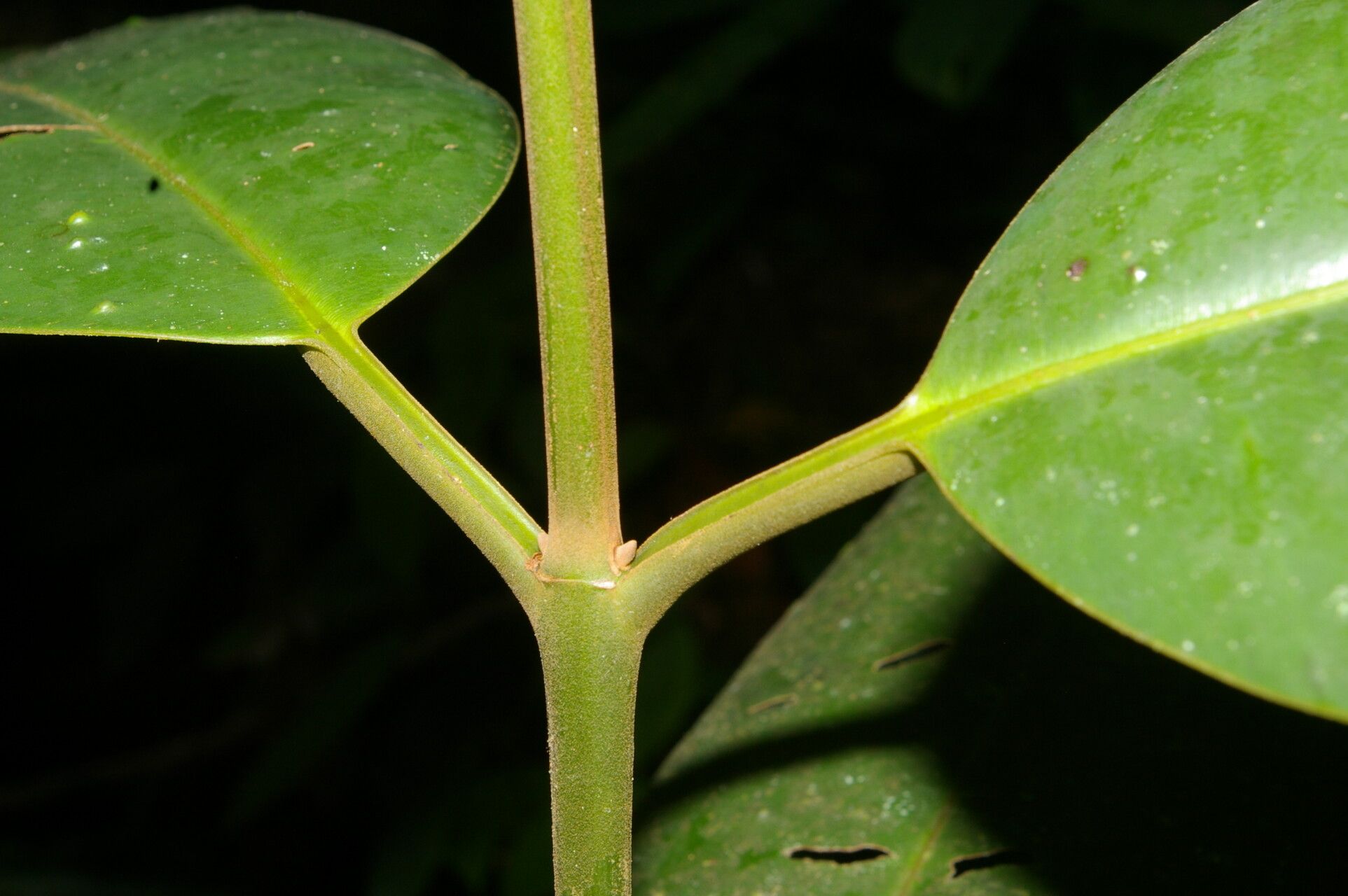 Calophyllum mesoamericanum bark