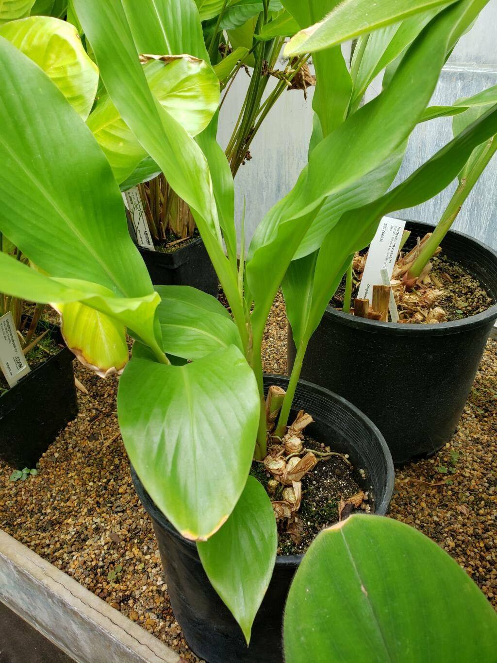 Hedychium hasseltii habit