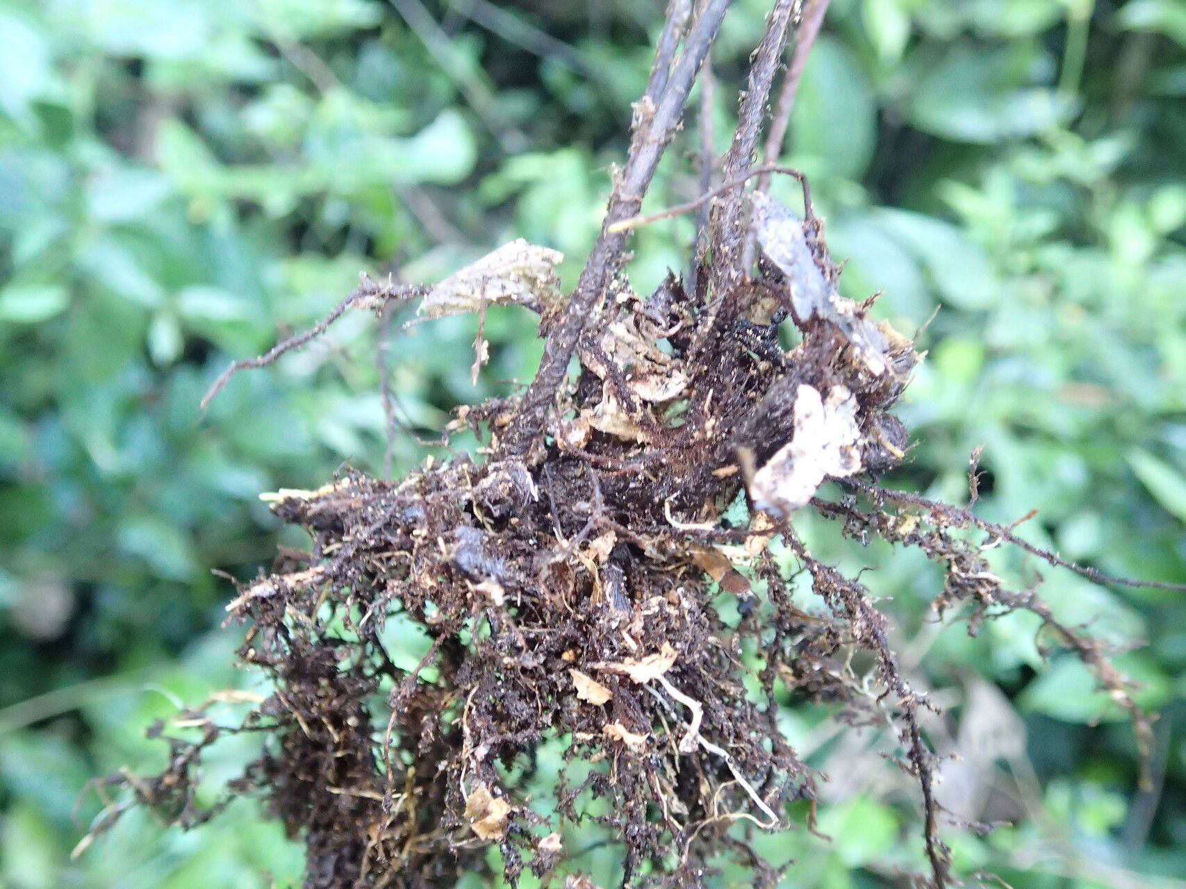 Asplenium buettneri other