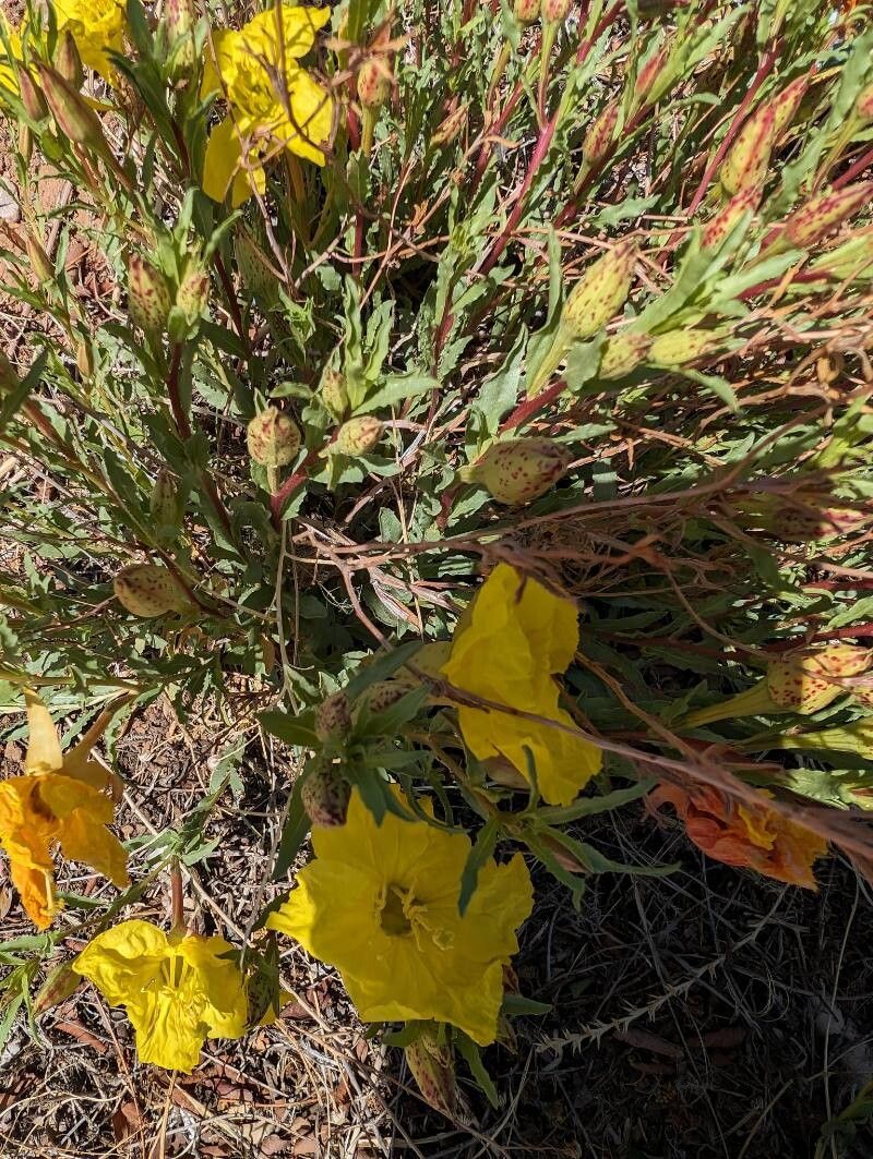 Oenothera hartwegii habit