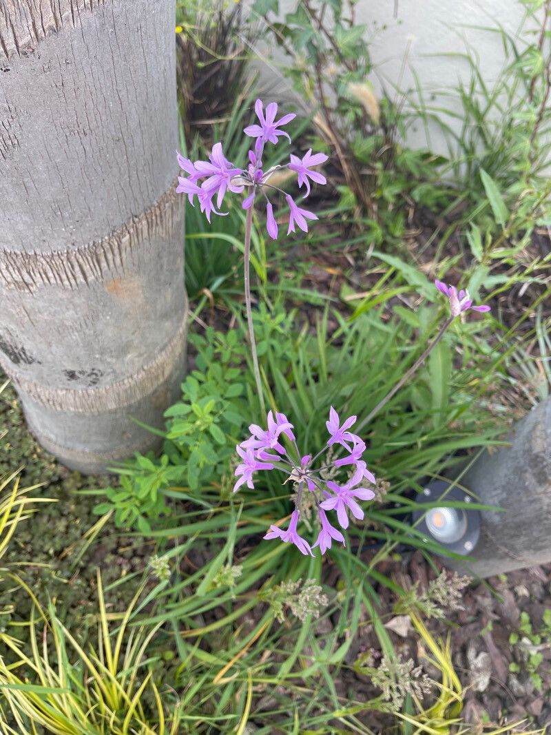Tulbaghia simmleri flower