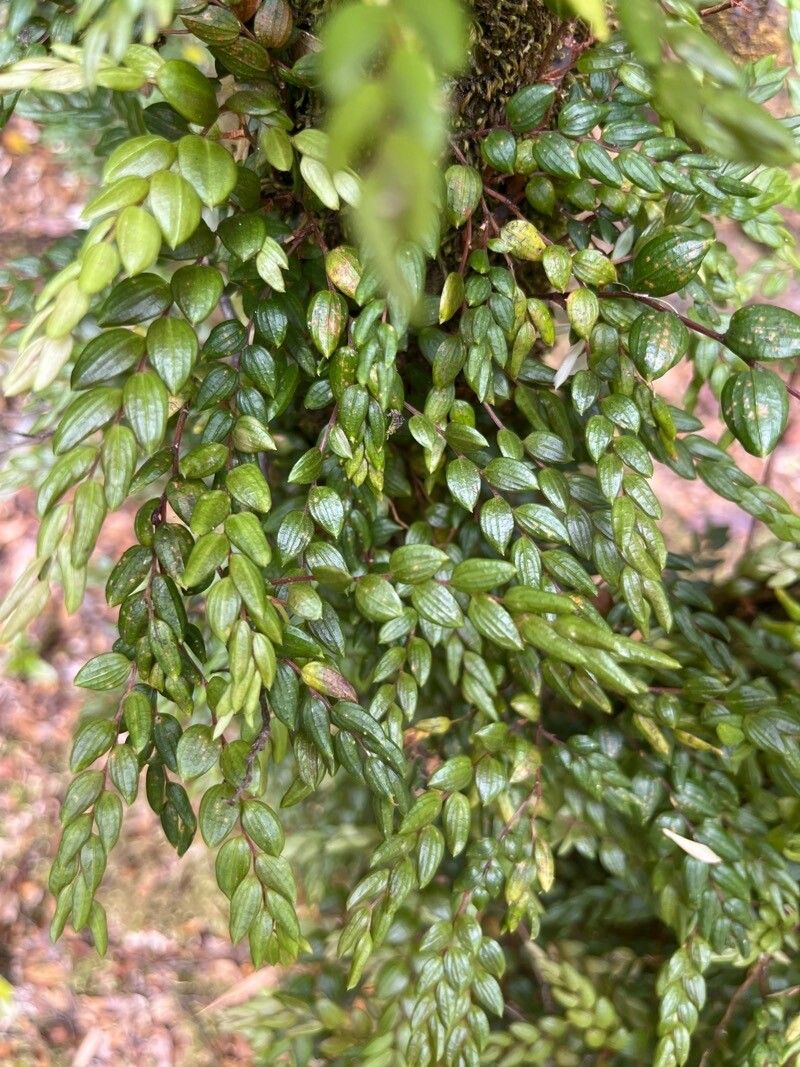 Luzuriaga polyphylla leaf