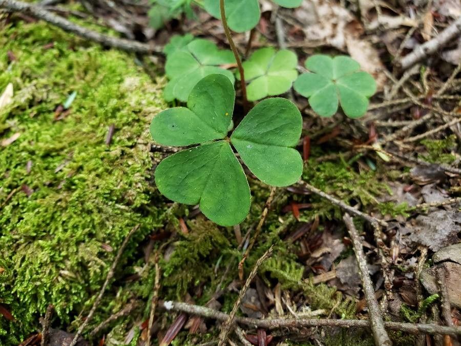 Oxalis montana leaf