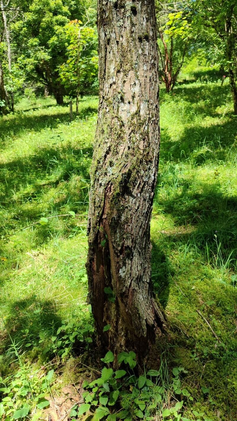 Acer pycnanthum — search result for 'Acer'