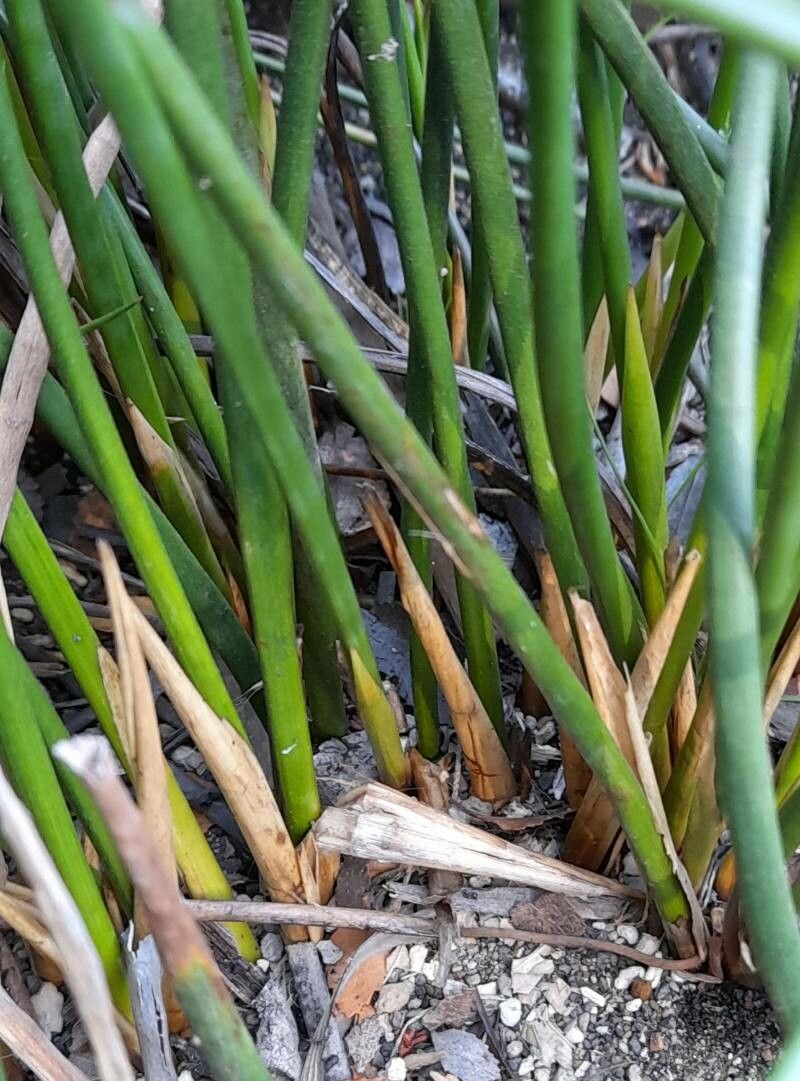 Juncus dichotomus bark