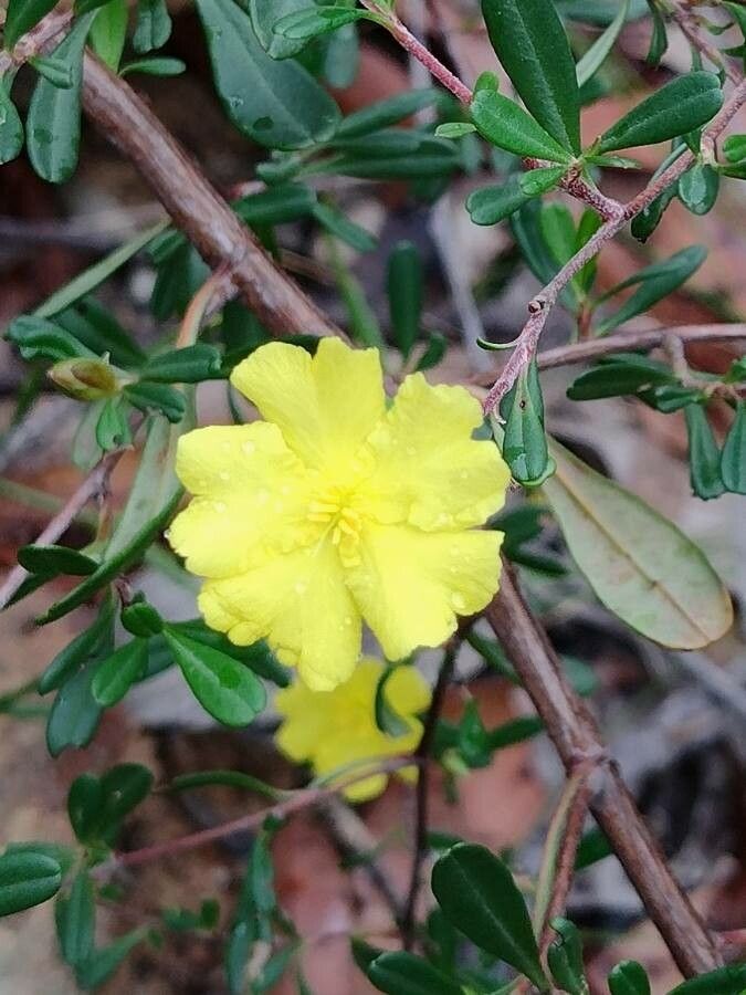 Hibbertia monogyna flower