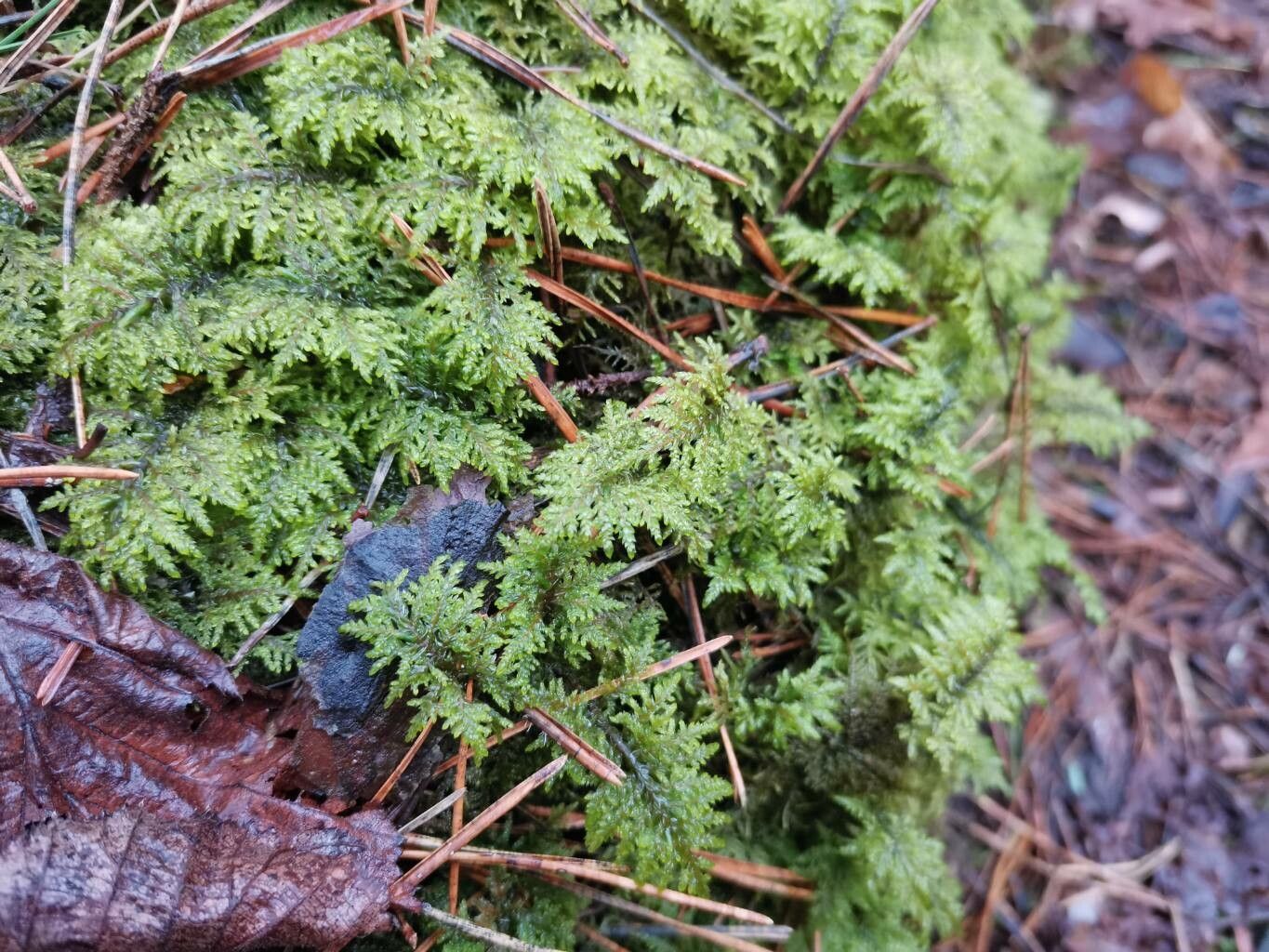 Hemionitis densa leaf