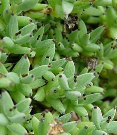 Trichodiadema mirabile — houseplant care guide