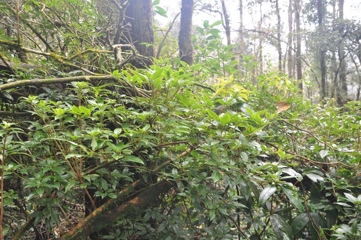 Rhododendron ovatum habit