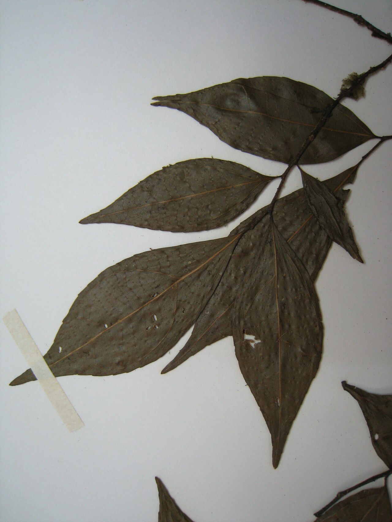 Casearia acuminata — related species from the same genus