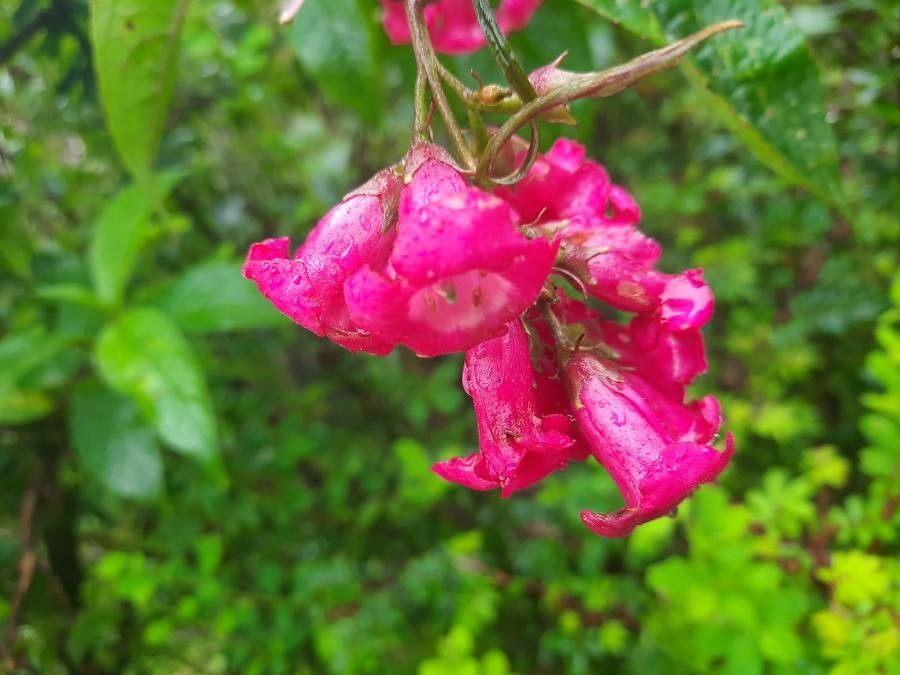 Buddleja colvilei flower