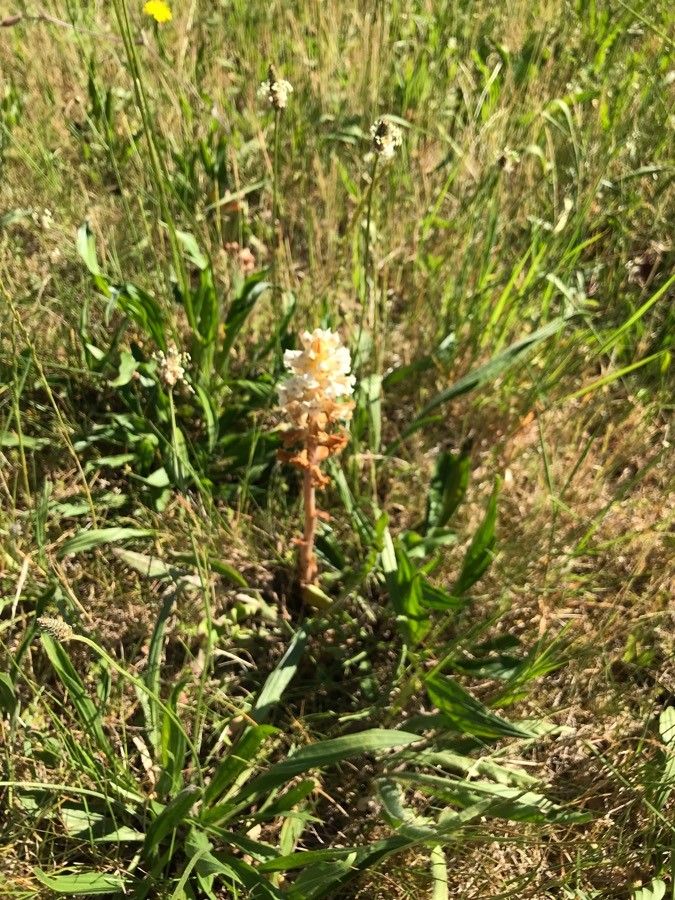 Orobanche picridis habit