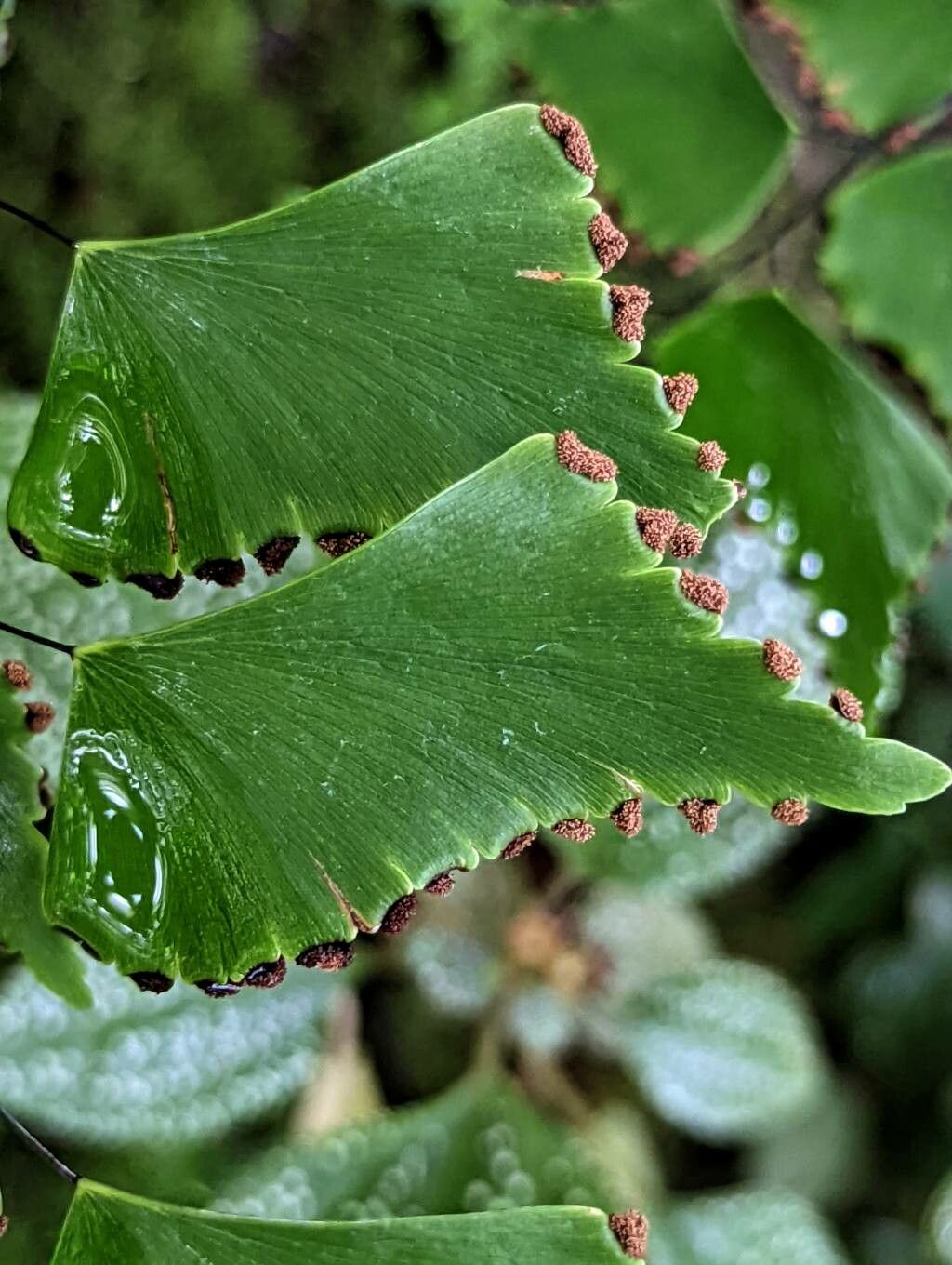 Adiantum trapeziforme fruit