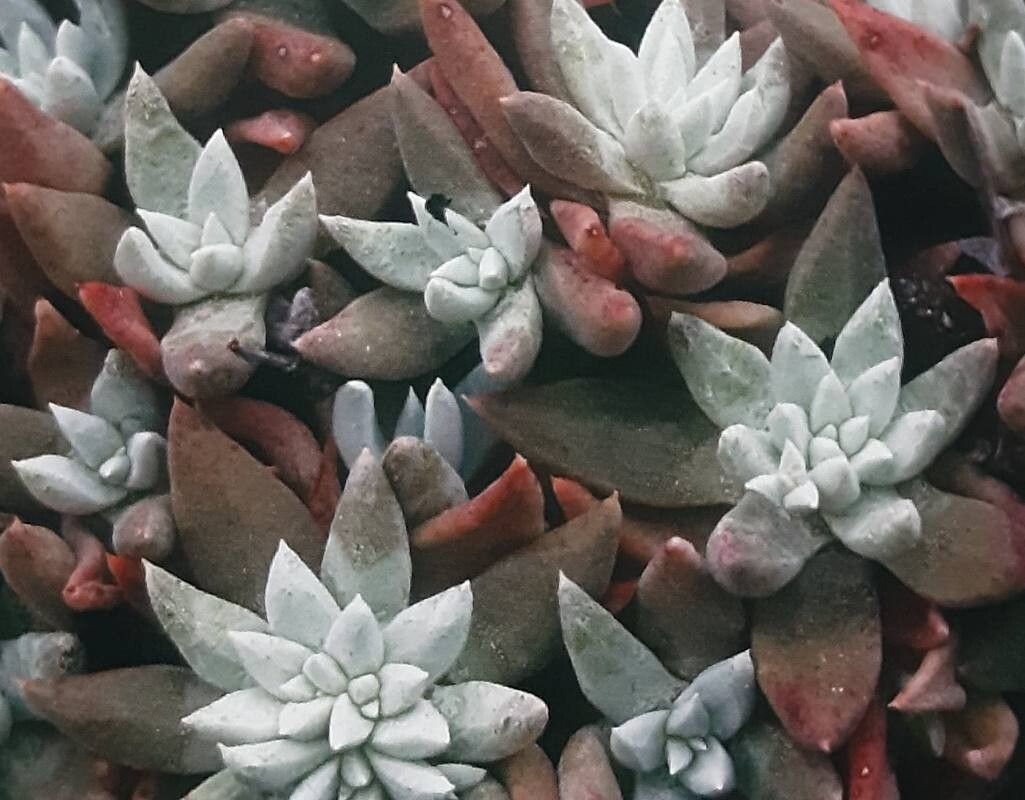 Dudleya campanulata — search result for 'Dudleya'