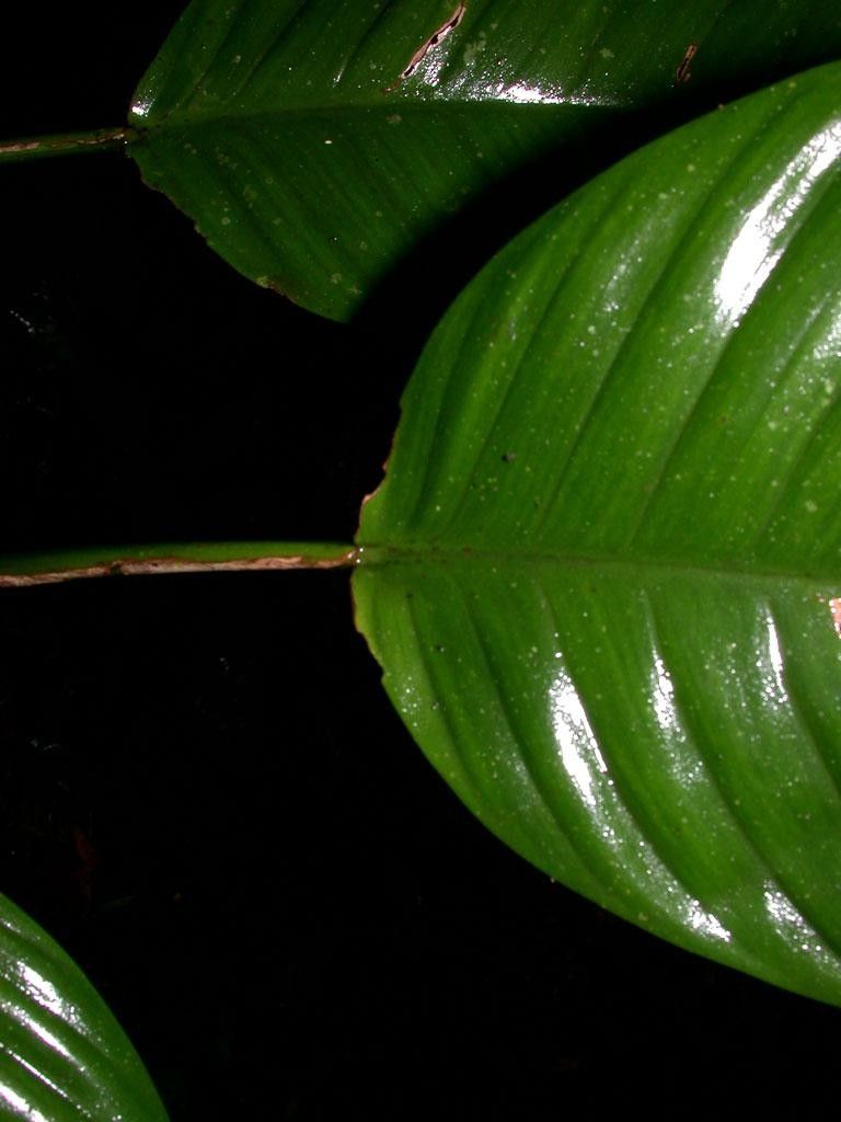 Philodendron alliodorum leaf