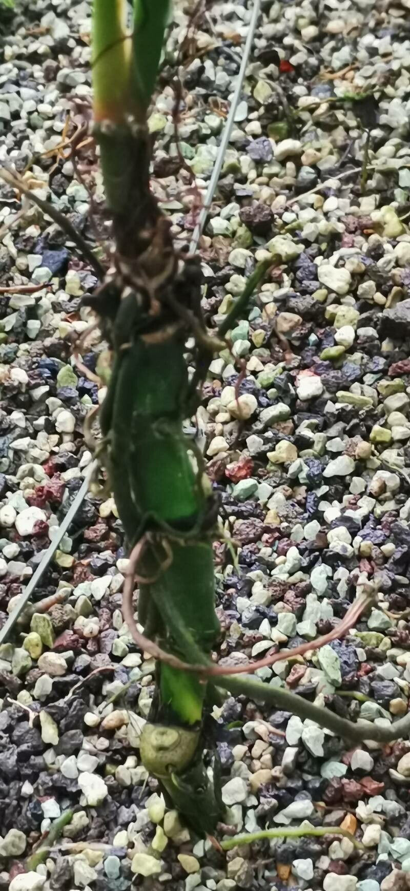 Anthurium pentaphyllum bark