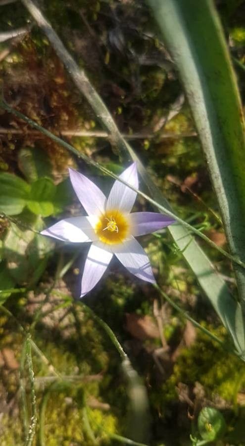 Romulea bulbocodium bark
