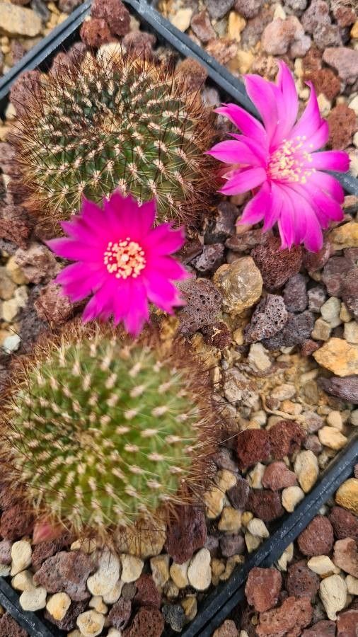 Sulcorebutia tiraquensis — houseplant care guide