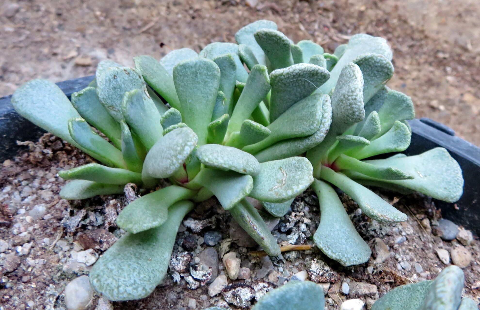 Aloinopsis spathulata — houseplant care guide