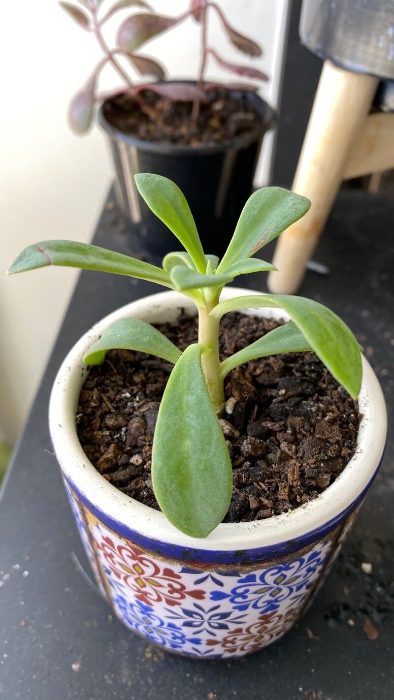 Kleinia amaniensis — related species from the same genus