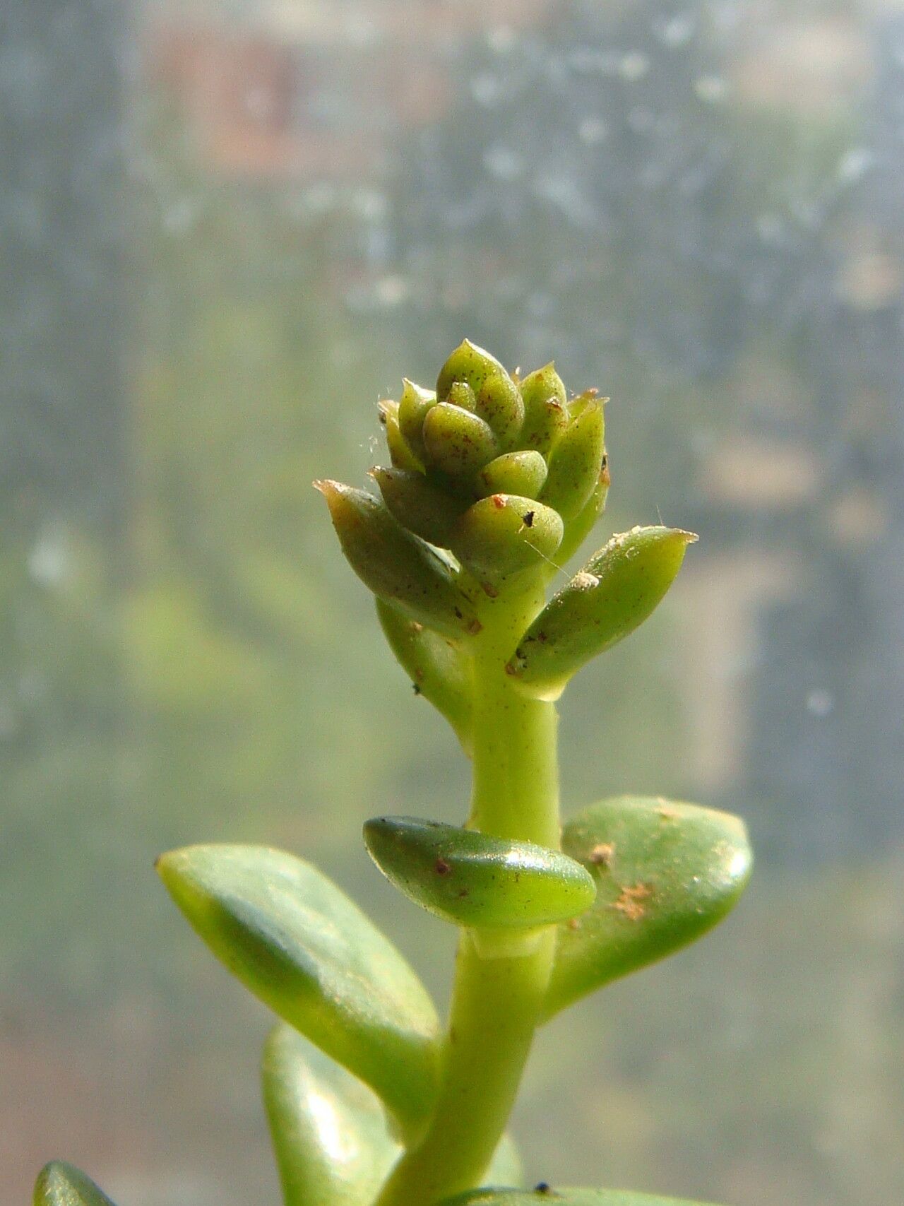 Echeveria multicaulis leaf