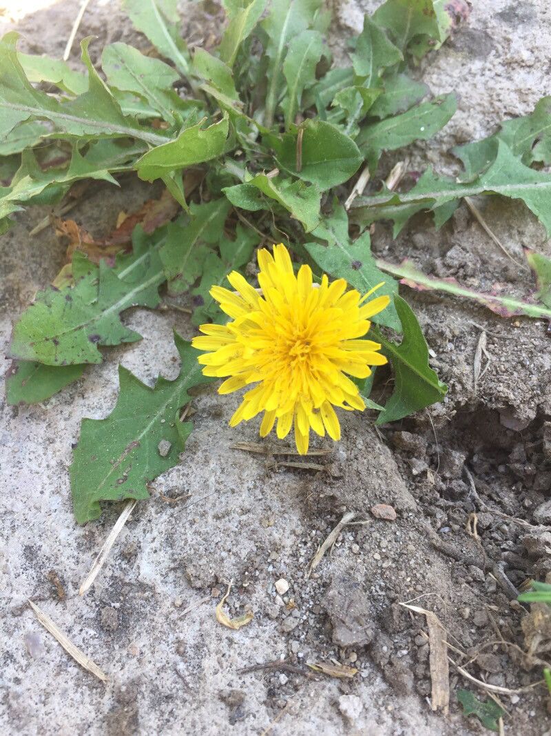 Taraxacum officinale flower