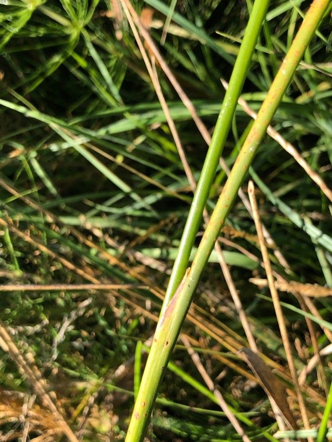 Juncus subnodulosus leaf