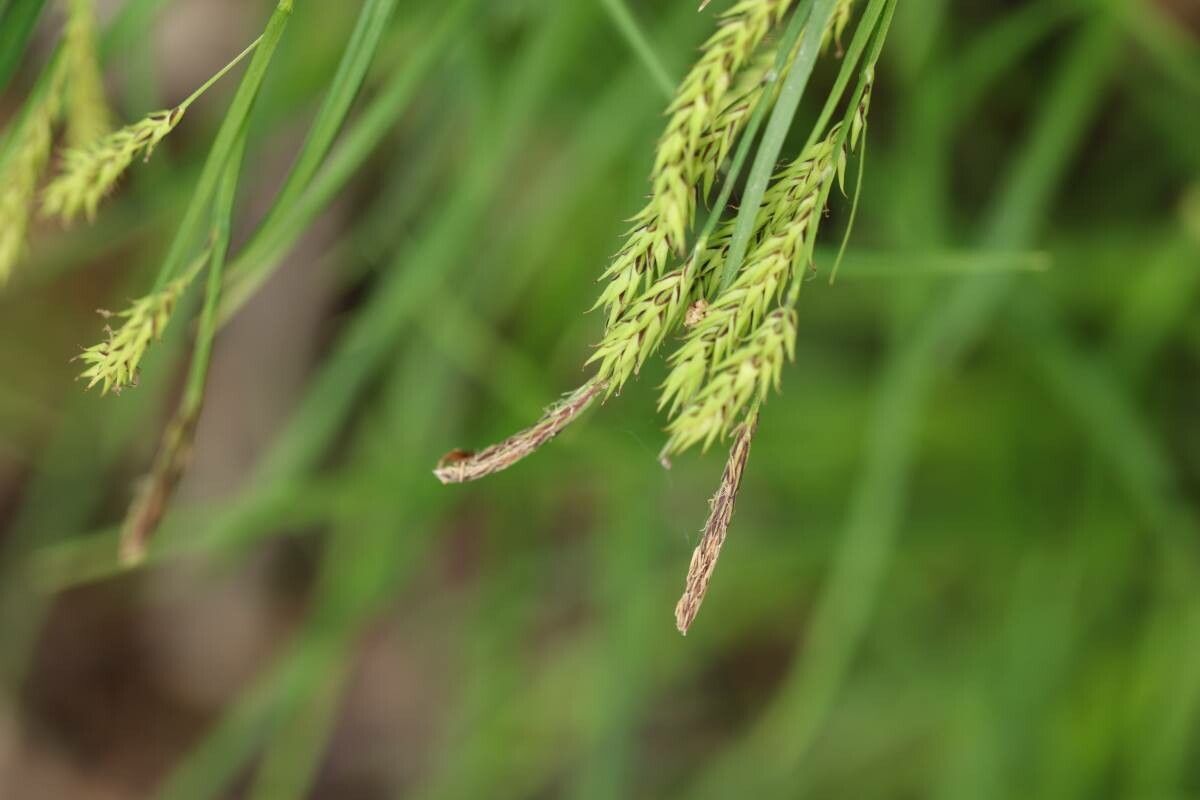 Carex curvicollis — houseplant care guide