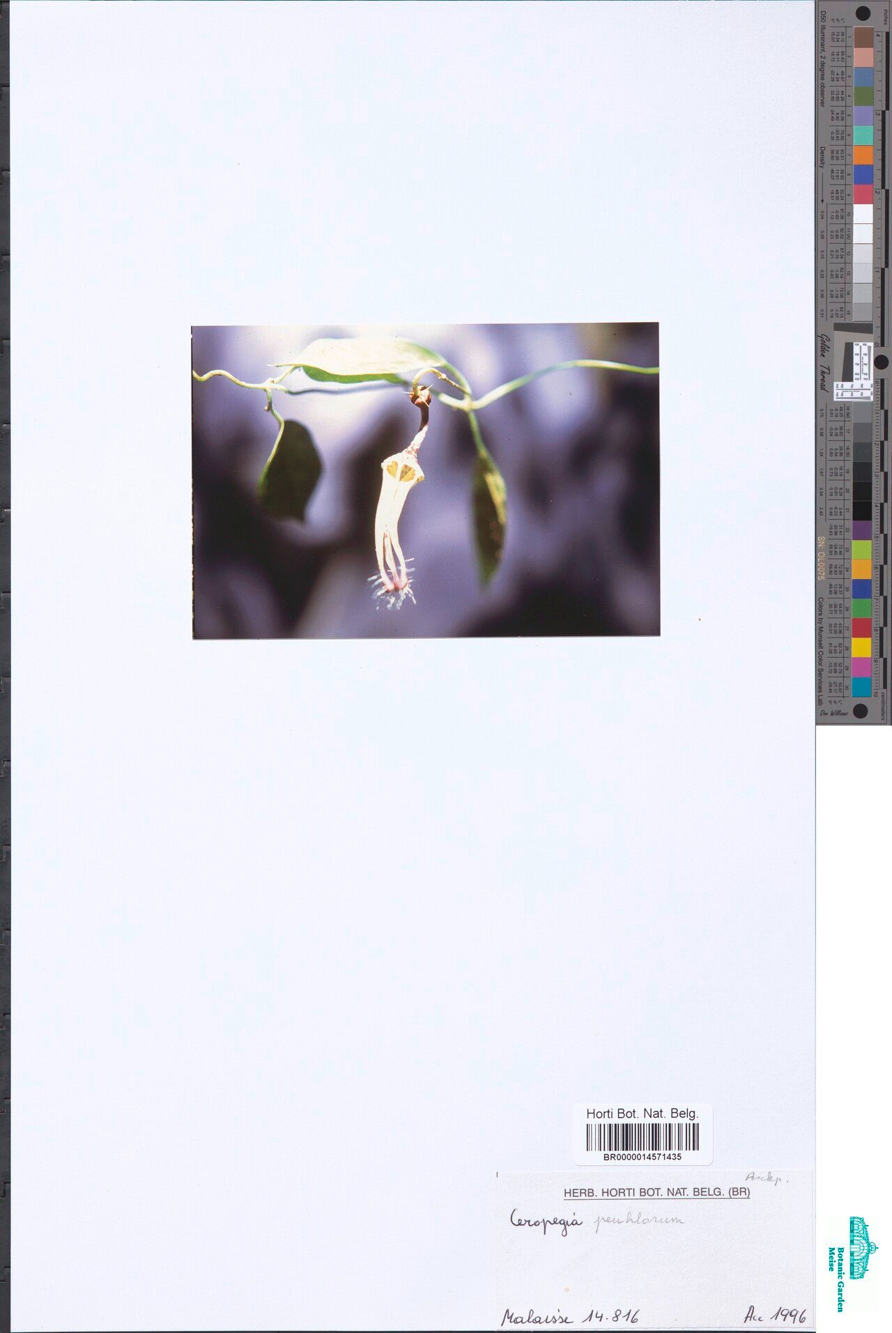 Ceropegia peulhorum — search result for 'Ceropegia'