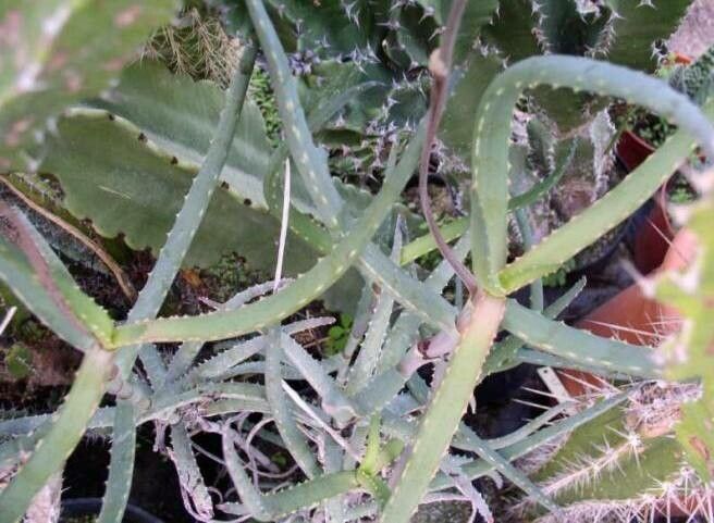 Aloe antandroi — houseplant care guide