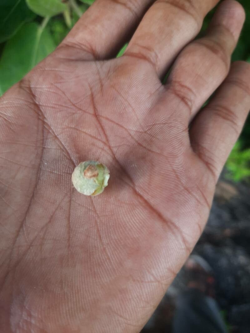 Ficus stuhlmannii fruit